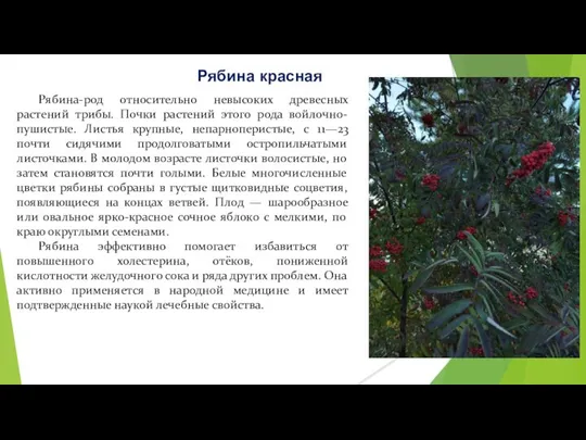 Рябина-род относительно невысоких древесных растений трибы. Почки растений этого рода войлочно-пушистые.