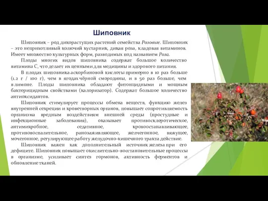 Шиповник Шиповник – род дикорастущих растений семейства Розовые. Шиповник – это