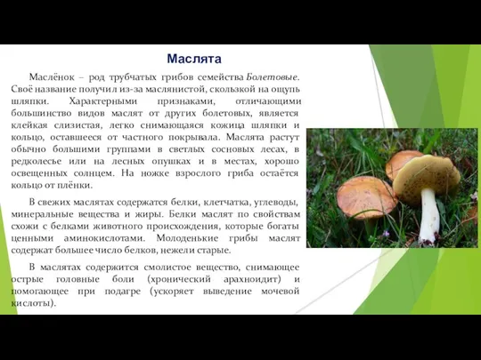 Маслёнок – род трубчатых грибов семейства Болетовые. Своё название получил из-за