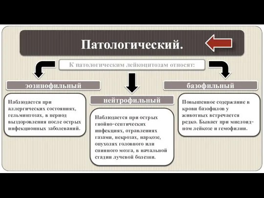 Патологический. эозинофильный нейтрофильный базофильный К патологическим лейкоцитозам относят: Наблюдается при аллергичес­ких