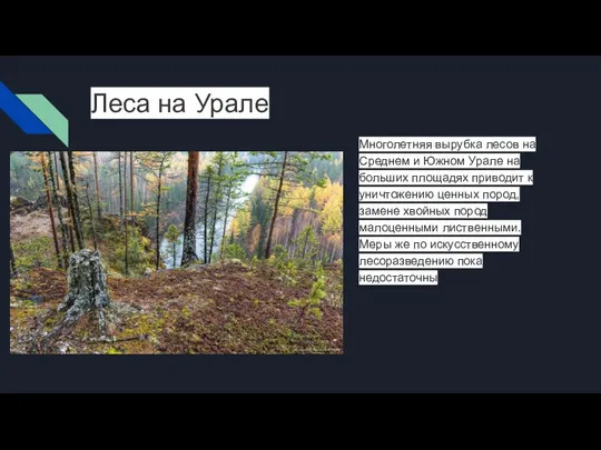 Леса на Урале Многолетняя вырубка лесов на Среднем и Южном Урале