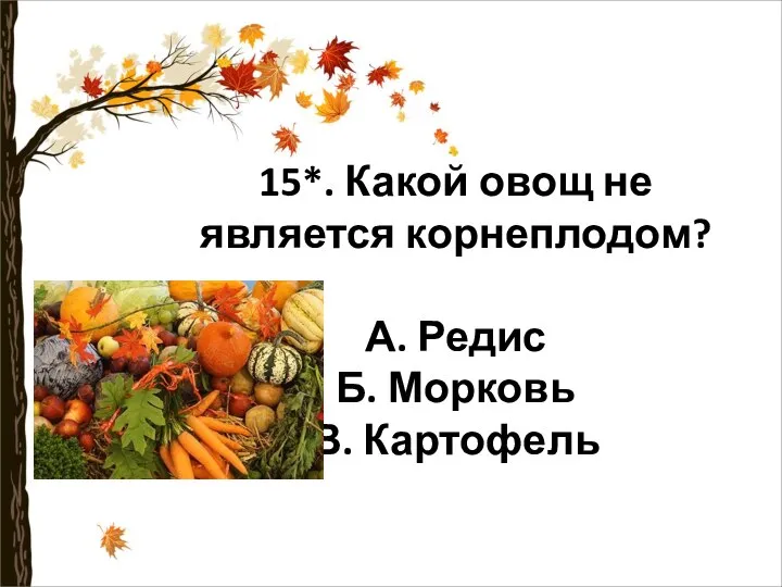 15*. Какой овощ не является корнеплодом? А. Редис Б. Морковь В. Картофель