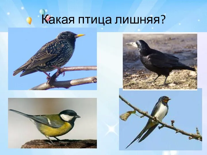 Какая птица лишняя?