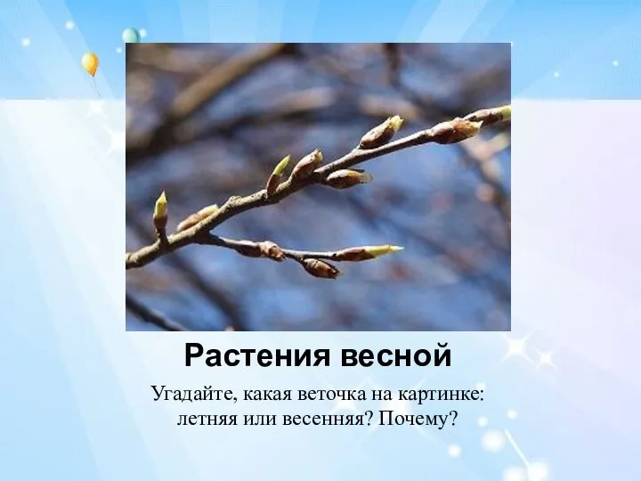 Растения весной Угадайте, какая веточка на картинке: летняя или весенняя? Почему?