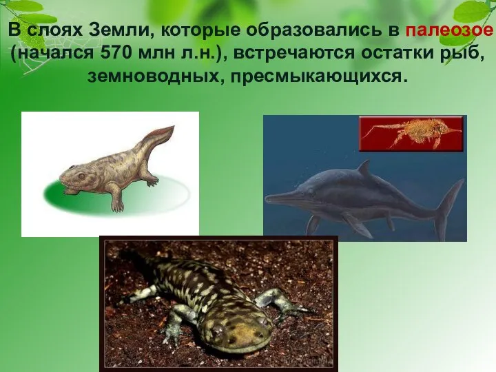 В слоях Земли, которые образовались в палеозое (начался 570 млн л.н.), встречаются остатки рыб, земноводных, пресмыкающихся.