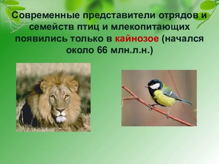 Современные представители отрядов и семейств птиц и млекопитающих появились только в кайнозое (начался около 66 млн.л.н.)