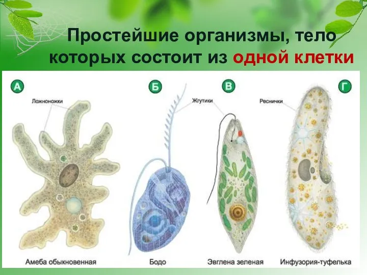 Простейшие организмы, тело которых состоит из одной клетки