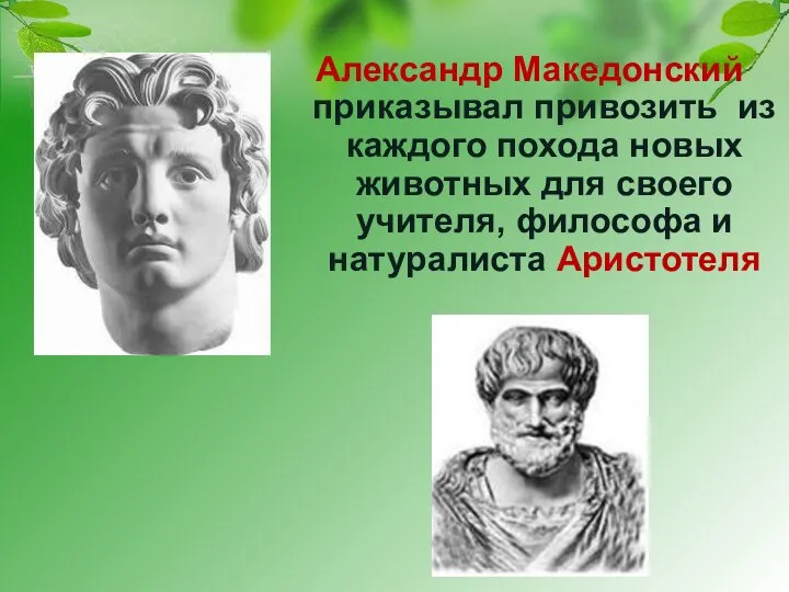 Александр Македонский приказывал привозить из каждого похода новых животных для своего учителя, философа и натуралиста Аристотеля