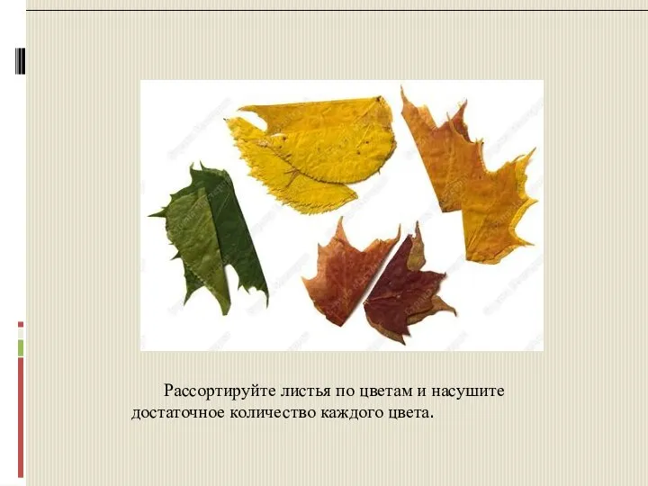 Рассортируйте листья по цветам и насушите достаточное количество каждого цвета.