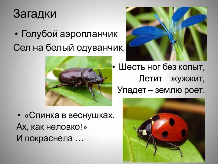 Загадки Голубой аэропланчик Сел на белый одуванчик. Шесть ног без копыт,