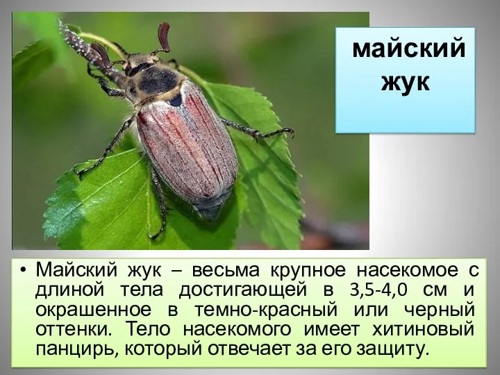 майский жук Майский жук – весьма крупное насекомое с длиной тела