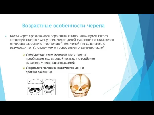 Возрастные особенности черепа Кости черепа развиваются первичным и вторичным путем (через