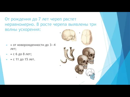 От рождения до 7 лет череп растет неравномерно. В росте черепа