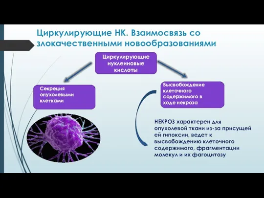 Циркулирующие НК. Взаимосвязь со злокачественными новообразованиями Циркулирующие нуклеиновые кислоты Секреция опухолевыми