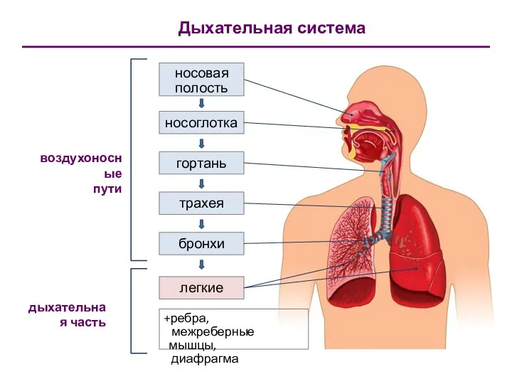 Дыхательная система воздухоносные пути дыхательная часть носовая полость носоглотка гортань трахея