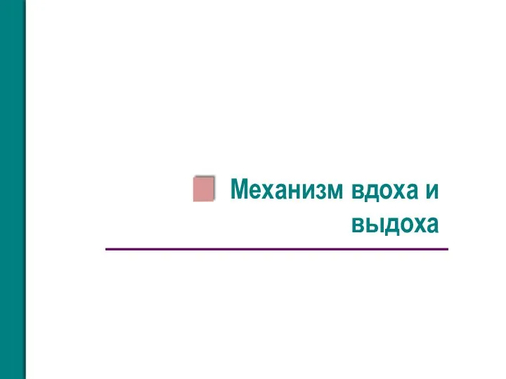 Механизм вдоха и выдоха