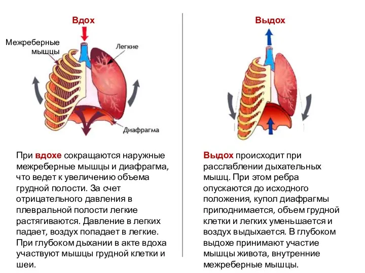 При вдохе сокращаются наружные межреберные мышцы и диафрагма, что ведет к