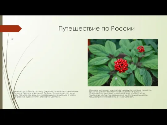 Путешествие по России Кувшинка чистобелая – водное растение семейства кувшинковых, обитает