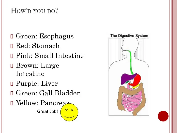 How’d you do? Green: Esophagus Red: Stomach Pink: Small Intestine Brown: