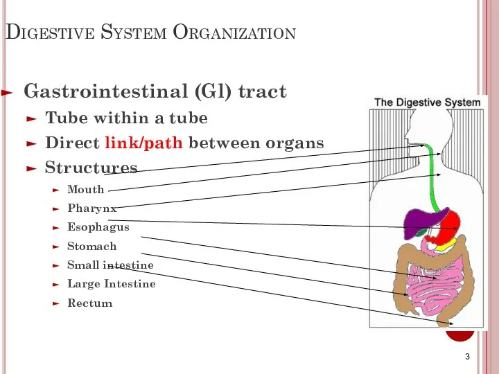 Digestive System Organization Gastrointestinal (Gl) tract Tube within a tube Direct