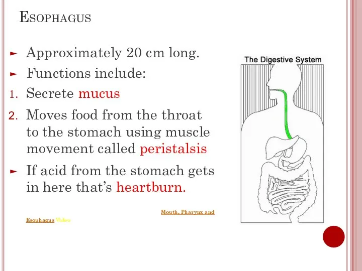 Esophagus Approximately 20 cm long. Functions include: Secrete mucus Moves food