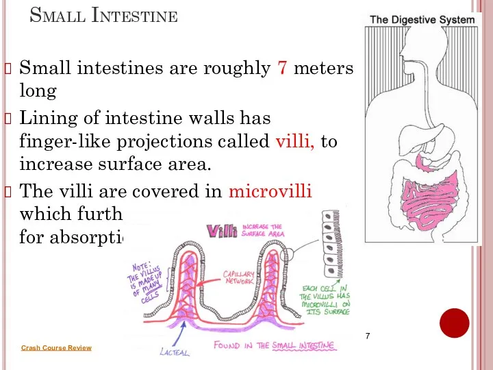 Small Intestine Small intestines are roughly 7 meters long Lining of