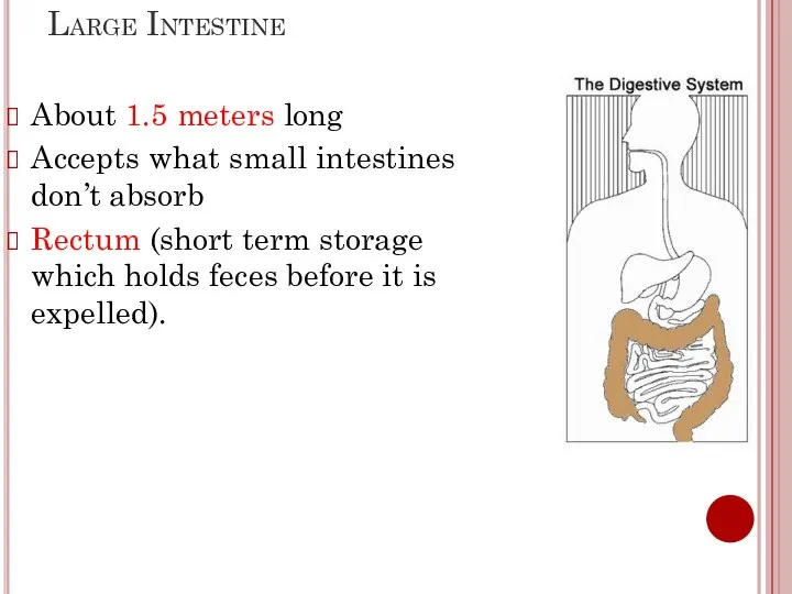 Large Intestine About 1.5 meters long Accepts what small intestines don’t