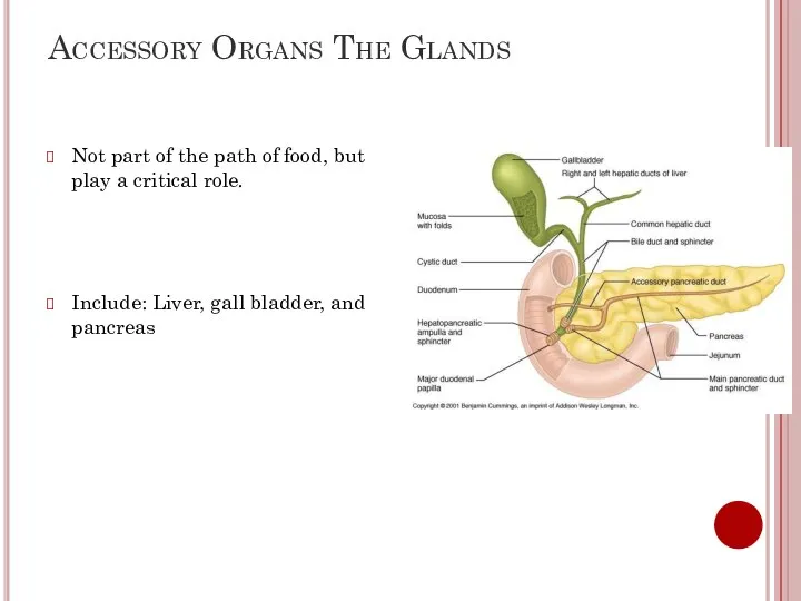 Accessory Organs The Glands Not part of the path of food,