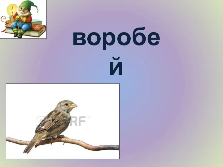 воробей