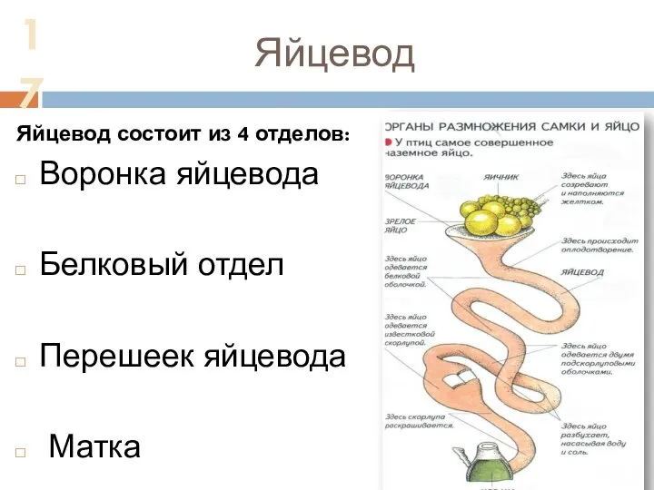 Яйцевод Яйцевод состоит из 4 отделов: Воронка яйцевода Белковый отдел Перешеек яйцевода Матка 17