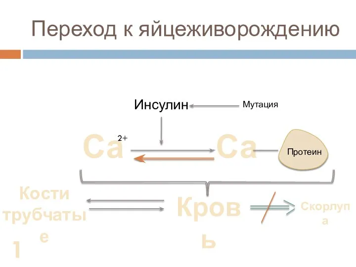 Переход к яйцеживорождению Са 2+ Са Протеин Инсулин Кровь Мутация Кости трубчатые Скорлупа 18