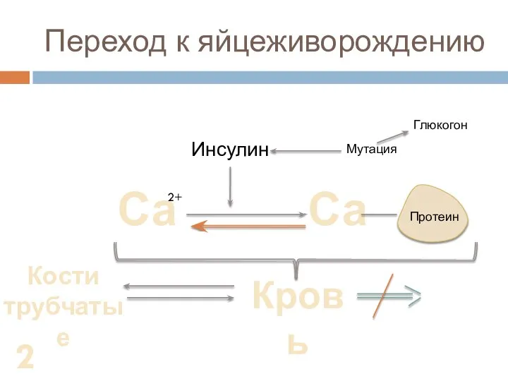 Переход к яйцеживорождению Са 2+ Са Протеин Инсулин Кровь Мутация Глюкогон Кости трубчатые 24