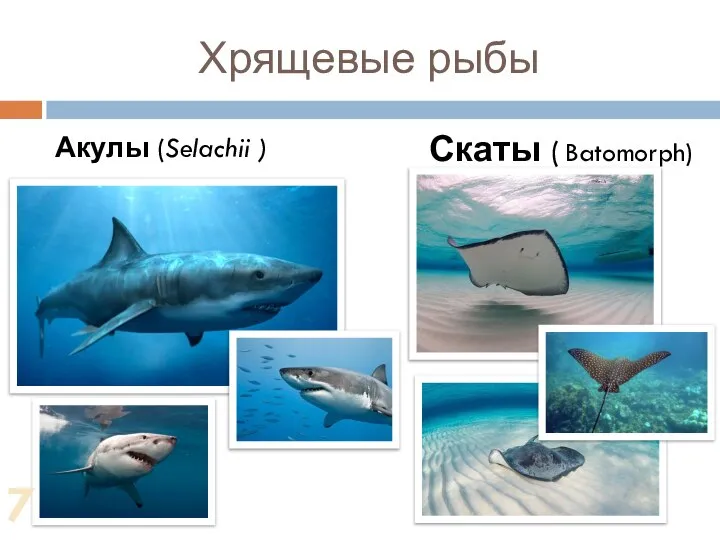 Хрящевые рыбы Акулы (Selachii ) Скаты ( Batomorph) 7