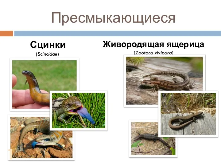 Пресмыкающиеся Сцинки (Scincidae) Живородящая ящерица (Zootoca vivipara) 10