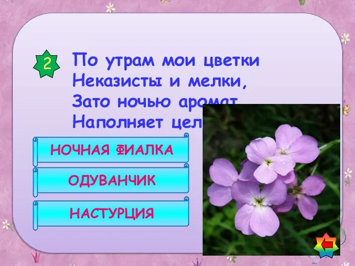 По утрам мои цветки Неказисты и мелки, Зато ночью аромат Наполняет