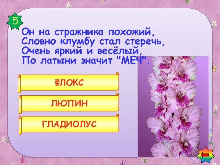 ГЛАДИОЛУС ЛЮПИН ФЛОКС 5 Загадки о цветах Он на стражника похожий,