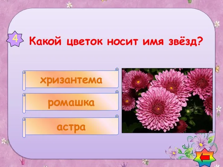 астра ромашка хризантема 4 Вопросы о цветах Какой цветок носит имя звёзд?