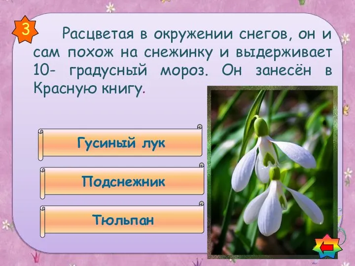 Расцветая в окружении снегов, он и сам похож на снежинку и