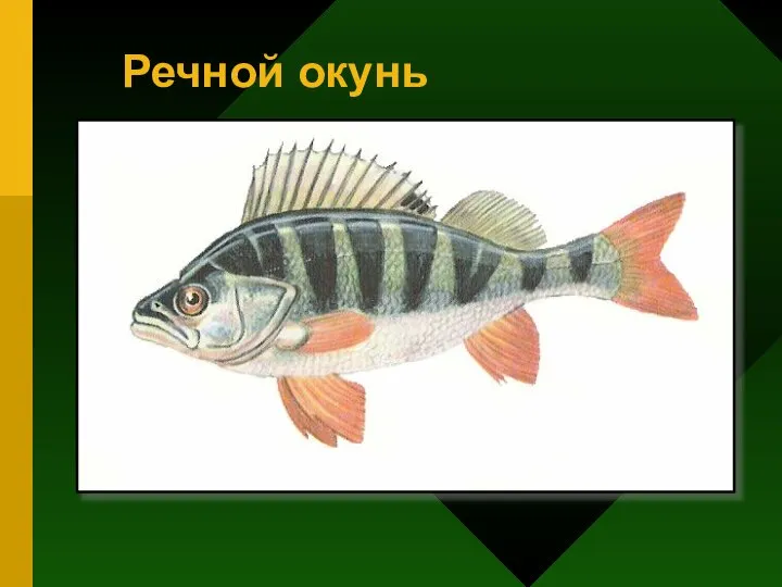 Речной окунь