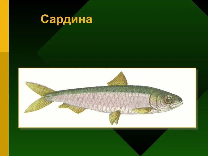 Сардина