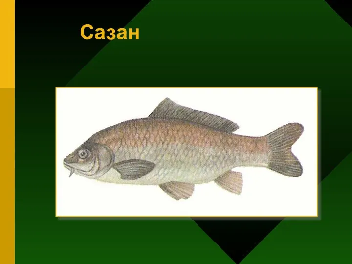 Сазан