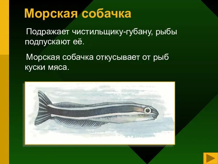 Морская собачка Подражает чистильщику-губану, рыбы подпускают её. Морская собачка откусывает от рыб куски мяса.