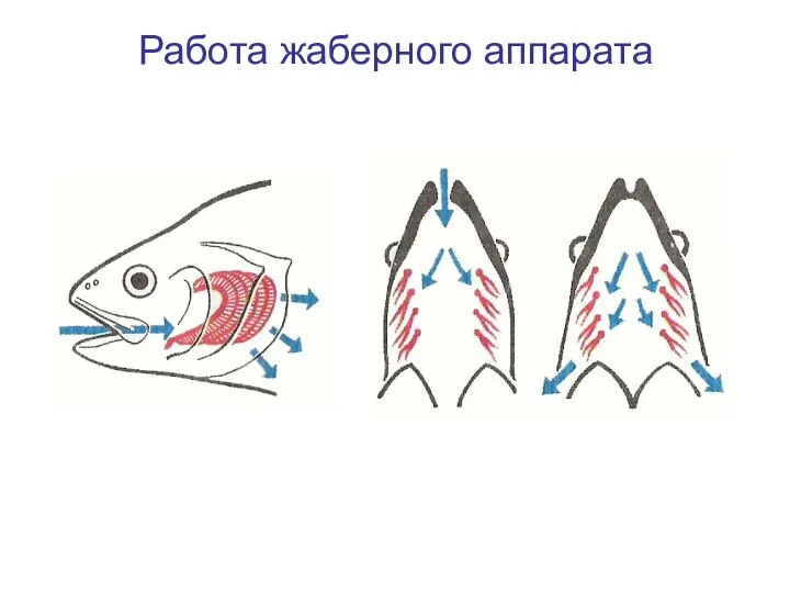 Работа жаберного аппарата