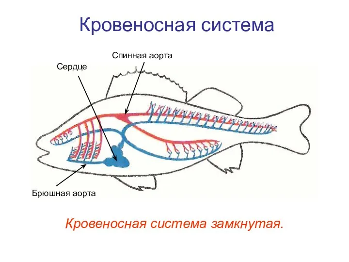 Кровеносная система Кровеносная система замкнутая. Сердце Спинная аорта Брюшная аорта