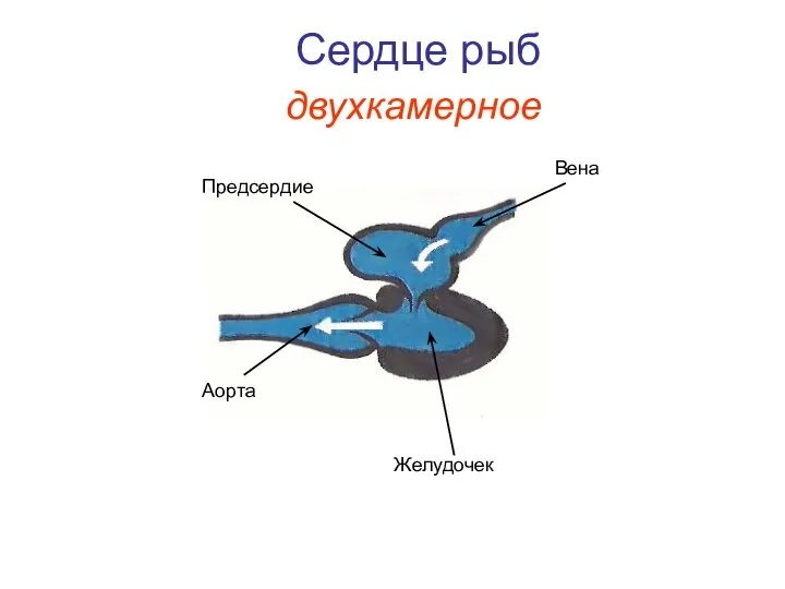 Сердце рыб Предсердие Желудочек Аорта Вена двухкамерное