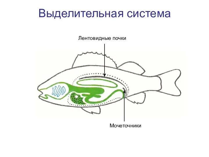 Выделительная система Лентовидные почки Мочеточники