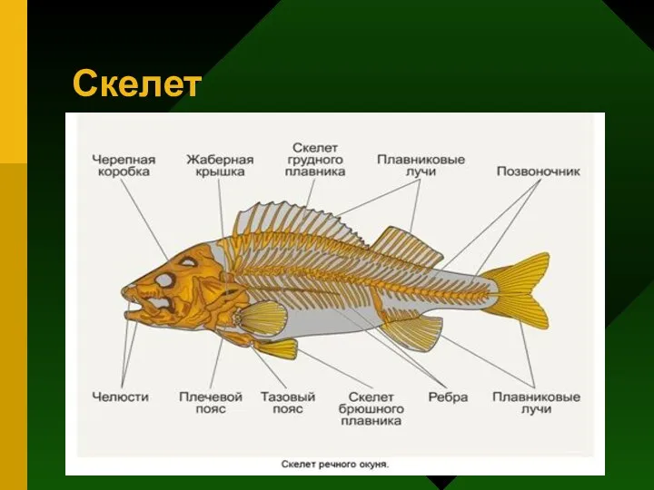 Скелет