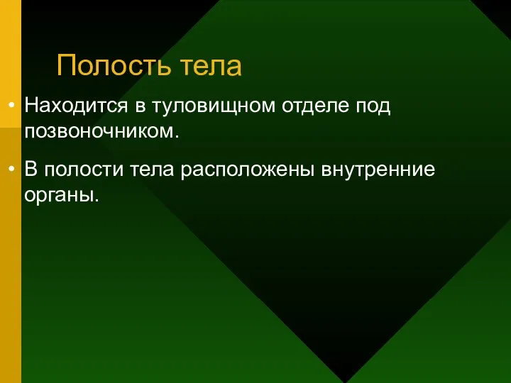 Полость тела Находится в туловищном отделе под позвоночником. В полости тела расположены внутренние органы.