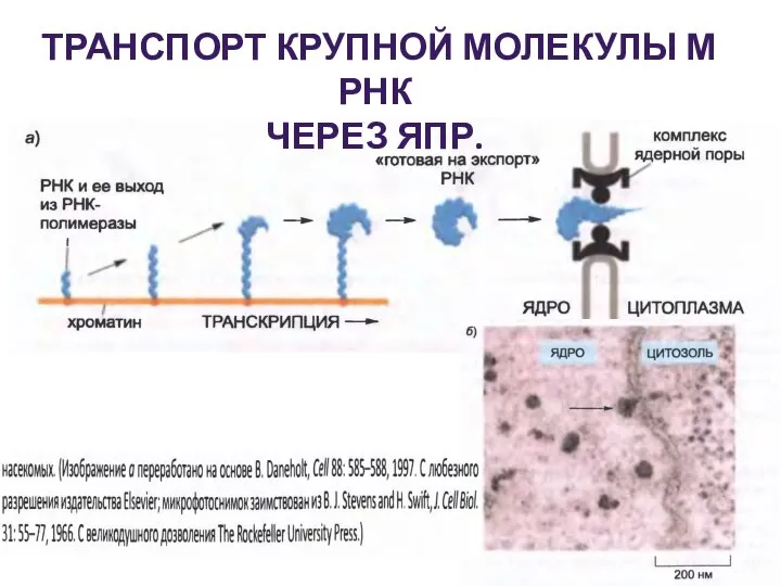 ТРАНСПОРТ КРУПНОЙ МОЛЕКУЛЫ М РНК ЧЕРЕЗ ЯПР.