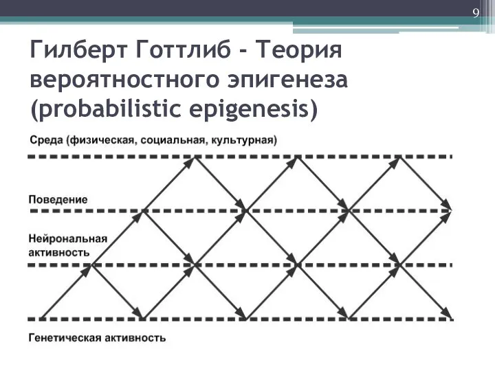 Гилберт Готтлиб - Теория вероятностного эпигенеза (probabilistic epigenesis)